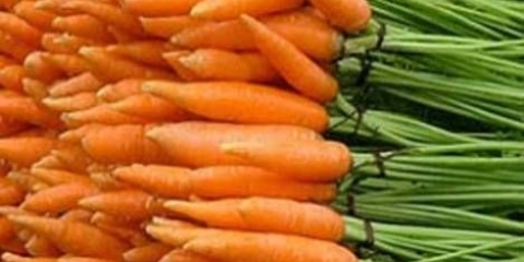 Sorte malih šargarepa